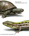 Reptiles